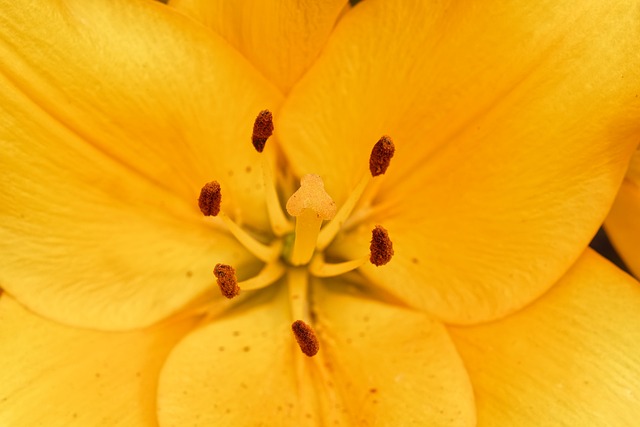 花, 黄色, 百合, 自然, 花壁纸, 开花, 花瓣, 中心, 美丽, 特写