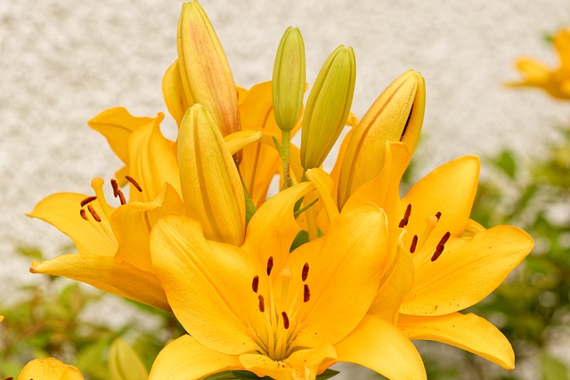 黄色百合, 盛开的花, 花瓣, 自然, 美丽, 花园, 百合, 植物, 花的中心