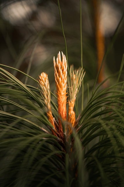 Free Pine Needles photo and picture