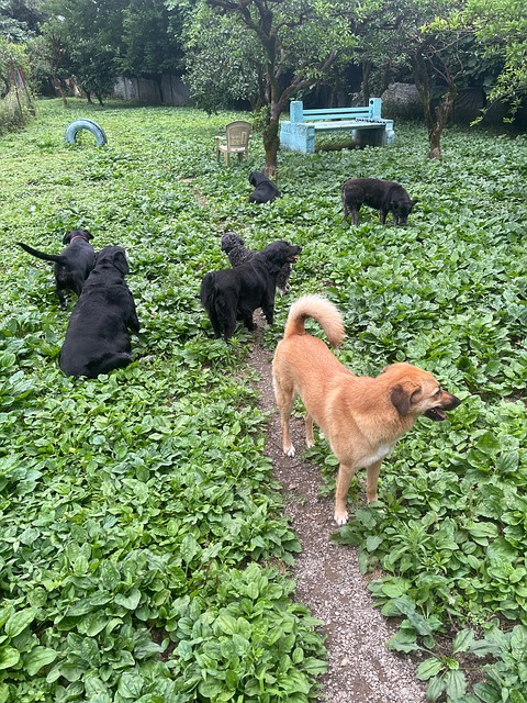 Free Dogs Garden photo and picture