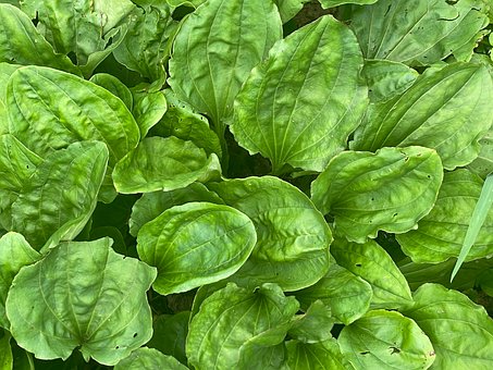 Free Plantain Leaves photo and picture