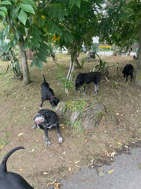 Free Dog Labrador photo and picture