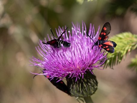 Distel, Schmetterling, Braun, Sommer