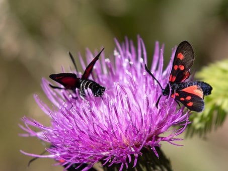 Schmetterling, Violett, Blume, Insekt