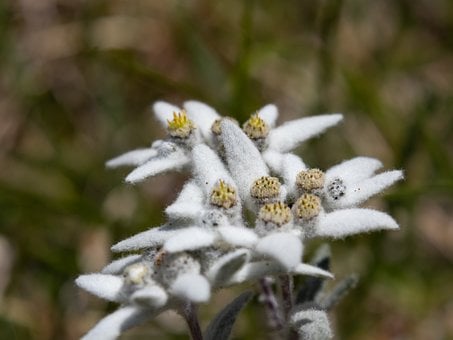 Edelweiss, Berge, Alpen, Natur, Blume