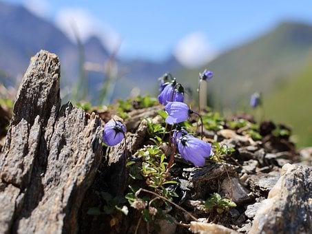 Zwergglockenblume, Natur, Blume