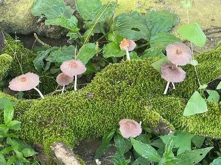 Free Mushrooms Moss photo and picture