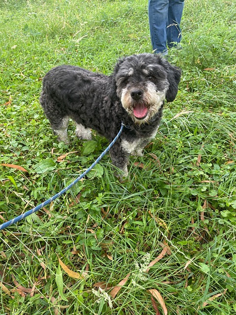Free Dog Animal photo and picture