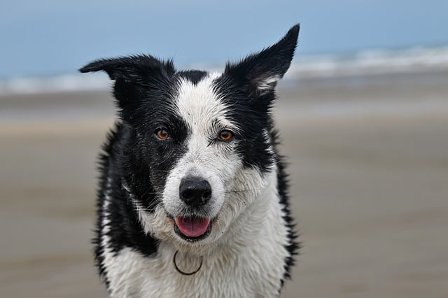 Free Border Collie Animal photo and picture