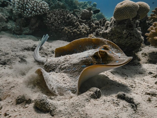 Free Blue-Spotted Ray Coral Reef photo and picture