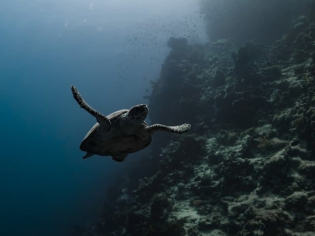 Free Sea Turtle Underwater photo and picture
