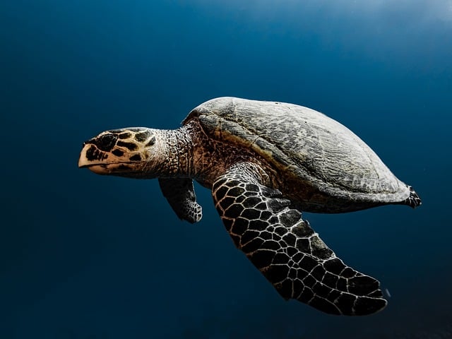 Free Hawksbill Turtle Sea Turtle photo and picture