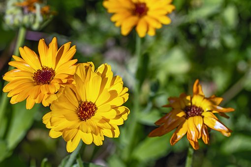 Free Flower Calendula photo and picture