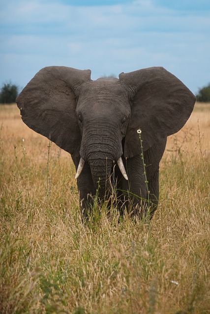 Elefante, Sabana, África, Naturaleza
