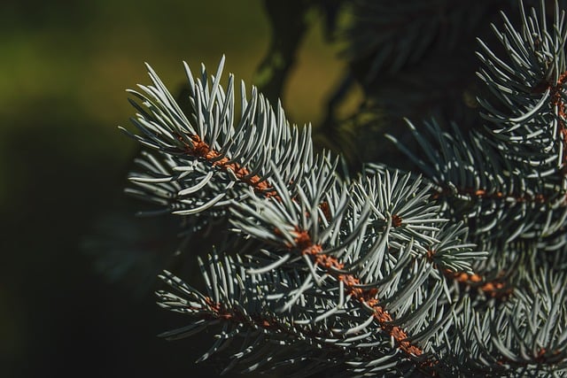 Free Conifer Spruce photo and picture