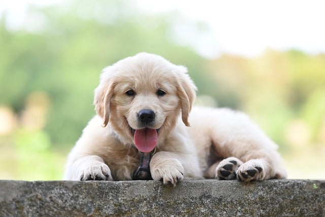 Download free HD stock image of Puppy Golden Retriever Free Puppy Golden Retriever photo and picture