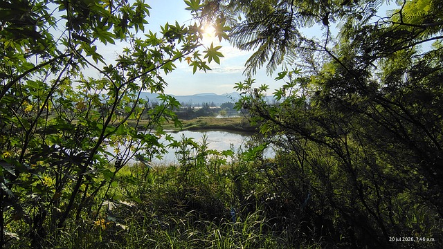 Natur, Wald, Wasser, Spiegelungen, See