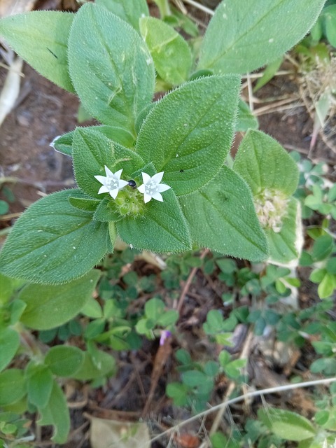 Blomst, Natur, Blomstrer, Kronblade
