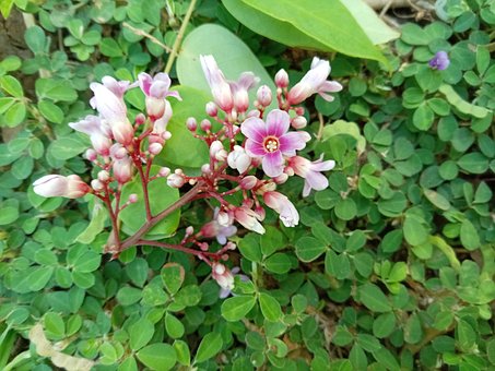 Blomst, Natur, Blomstring, Blomster