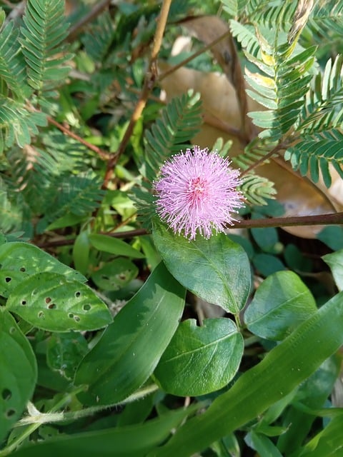 Pink Blomst, Blade, Følsom Plante, Natur