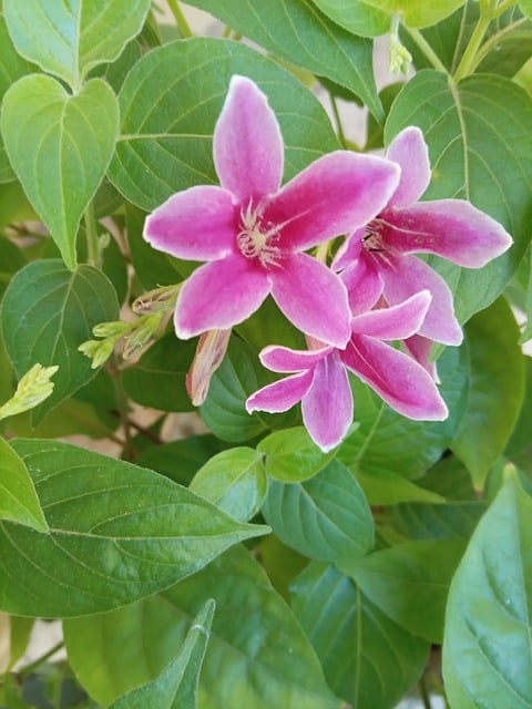 Blomst, Natur, Dyreliv, Blomstring