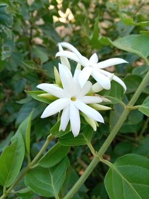 Blomst, Jasmin, Hvide Blomster, Blade