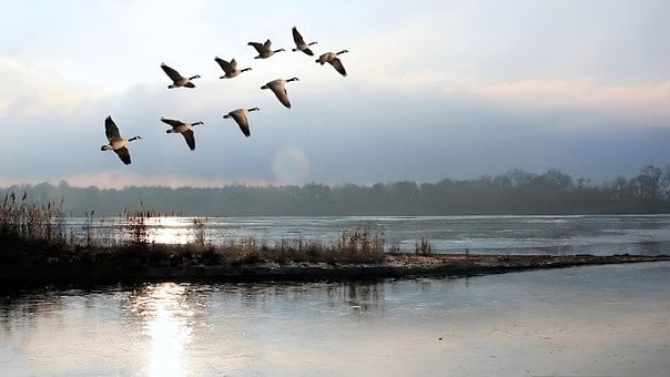 Free Lake Geese illustration and picture