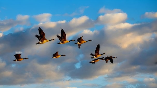 Free Geese Birds illustration and picture