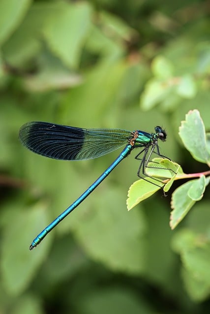 Free Dragonfly Insect photo and picture