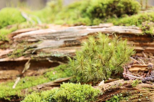 Moos, Holz, Holztextur, Landschaft