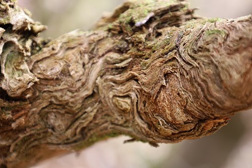 Holz, Struktur, Natur, Baum, Rustikal