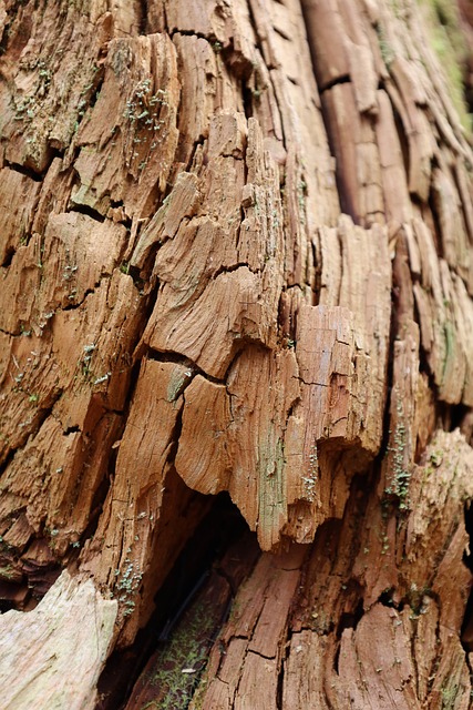 Holz, Textur, Natur, Baum, Rustikal