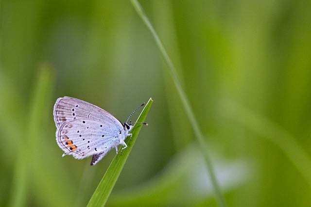 Free Butterfly Laptop Wallpaper photo and picture