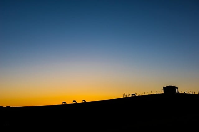 Free Silhouette Twilight photo and picture