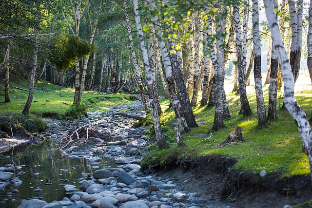 Skov, Birk, Bæk, Sten, Sollys, Græs