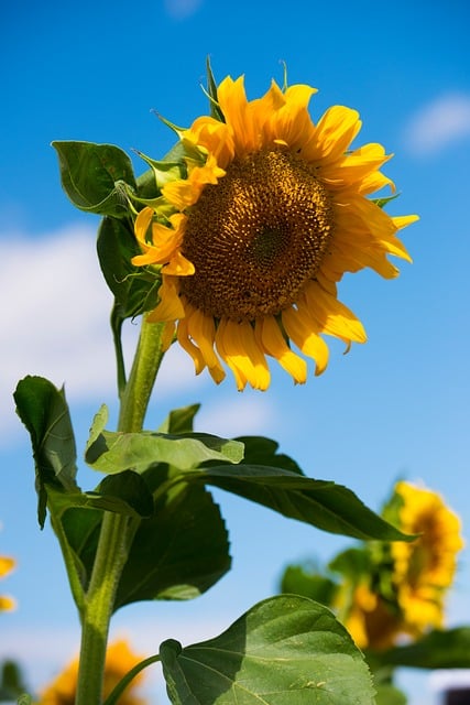 Solsikke, Blå Himmel, Blomstrer, Sommer