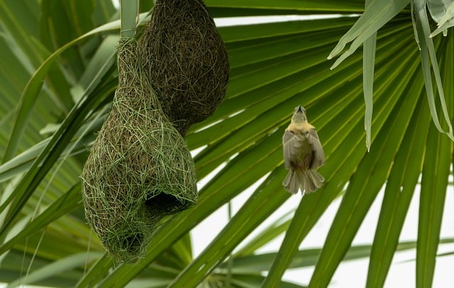 Free Nest Bird photo and picture