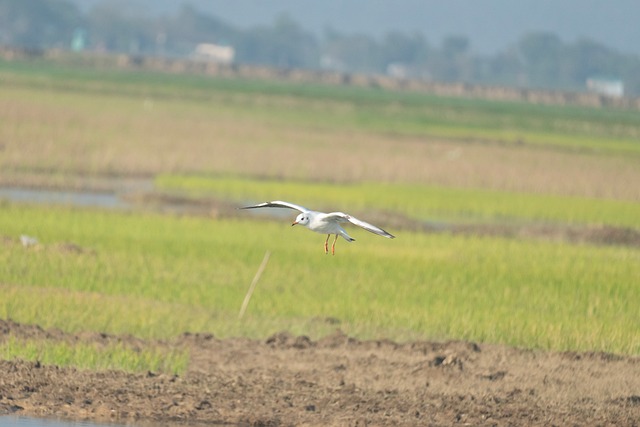 Free Seagull Flying Bird photo and picture