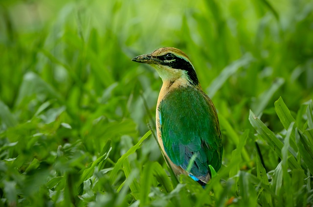 Free Bird Green Bird photo and picture