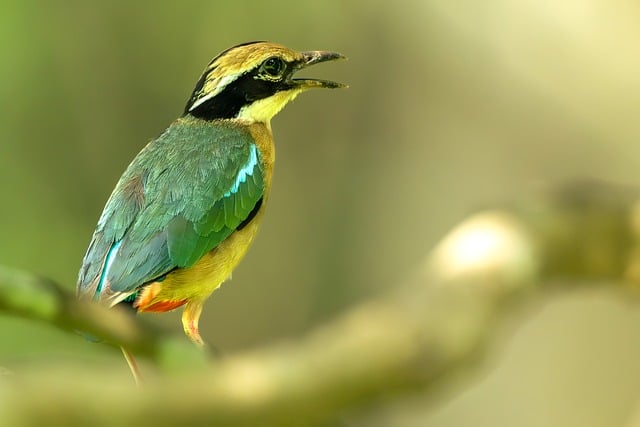 Free Bird Green Feathers photo and picture
