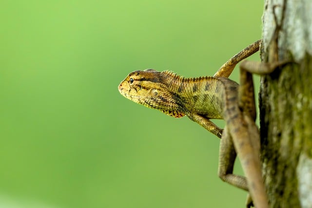Free Lizard Chameleon photo and picture