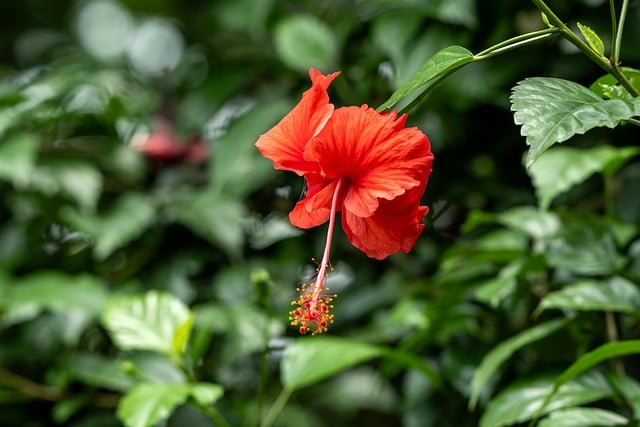 Free Hibiscus Red Flower photo and picture