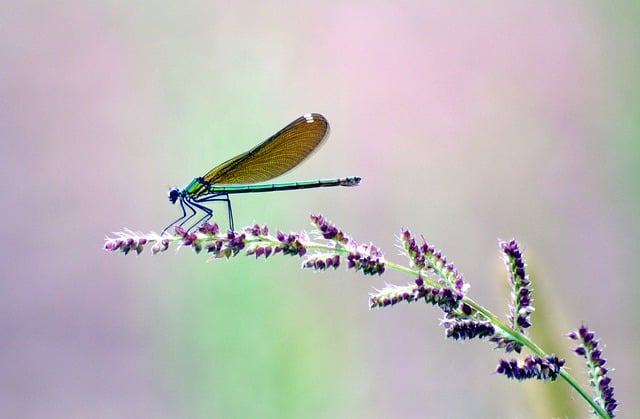 Guldsmed, Natur, Guldsmedvinger