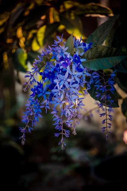 Blomster, Lilla Blomster, Natur