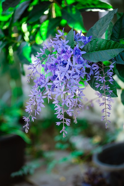Natur, Blomst, Lilla Blomst, Blad
