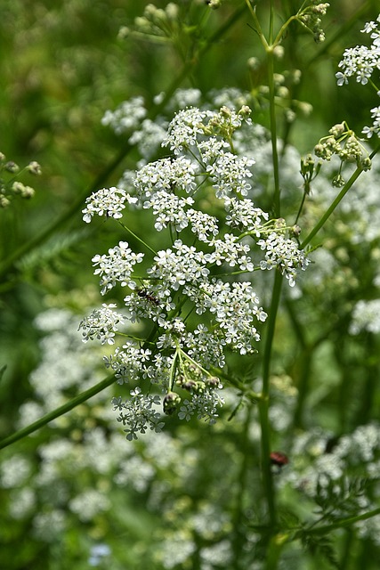 Weiße Blume, Grün, Naturszene