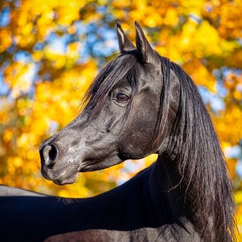 Free Arabian Horse Portrait photo and picture