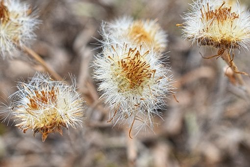 Distel, Trocken, Samen, Pflanze, Natur