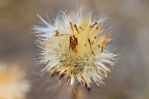 Distel, Getrocknet, Natur, Makro