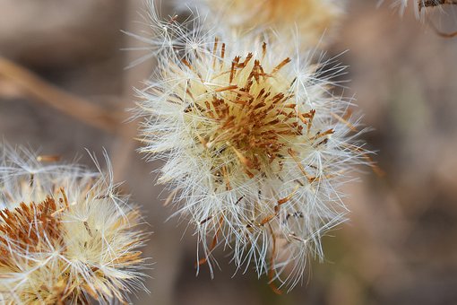 Flocken, Distel, Trocken, Samen, Sommer